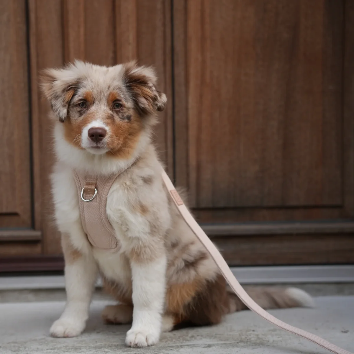 Staey - Elma Hundesele, Light Rose - Billede 8