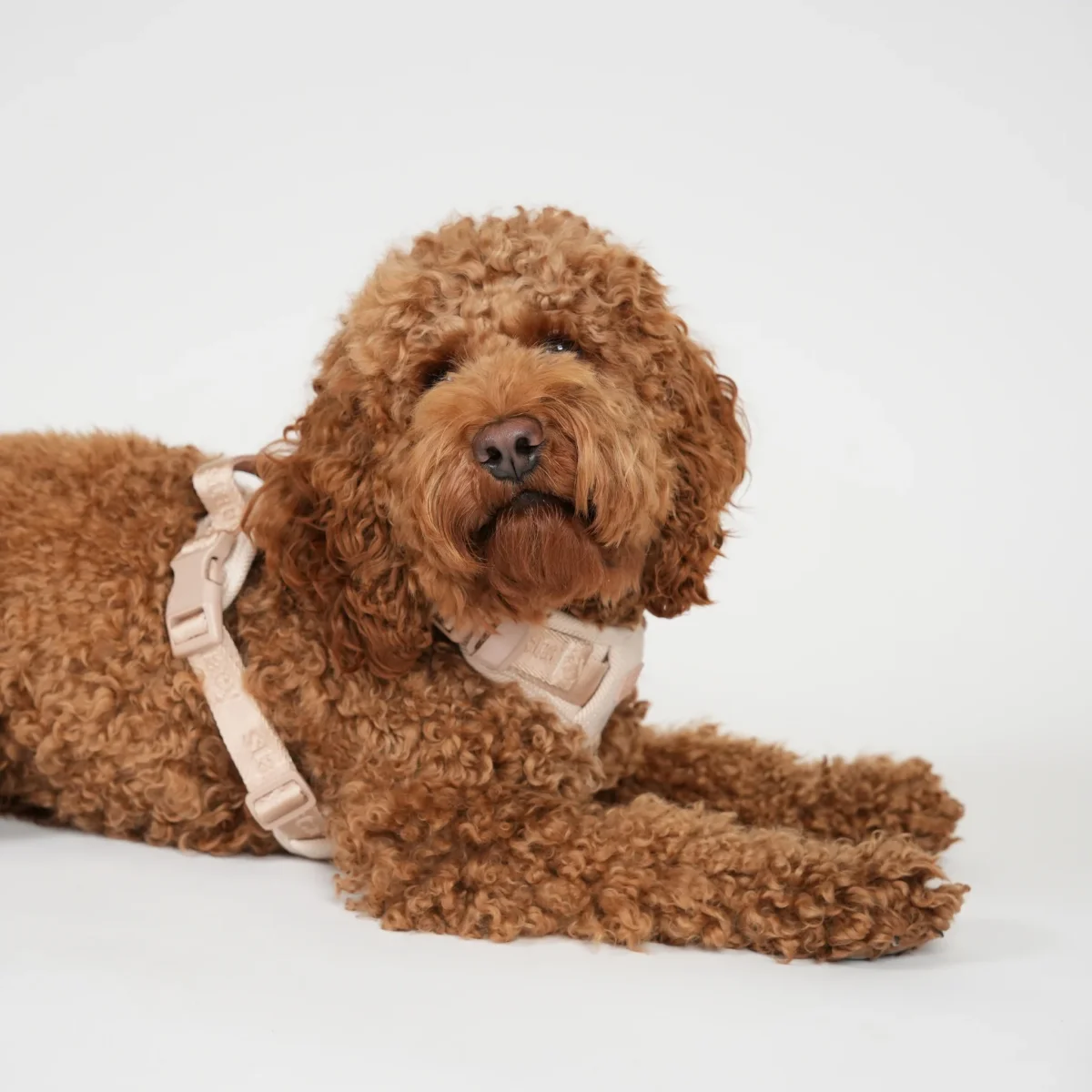 Staey - Elma Hundesele, Light Rose - Billede 9